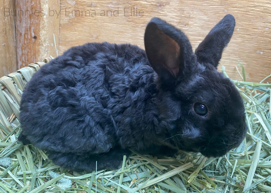 bunnies-by-emma-and-ellie-66-mini-plush-lop-black bunnies-by-emma-and-ellie-66-mini-plush-lop-black