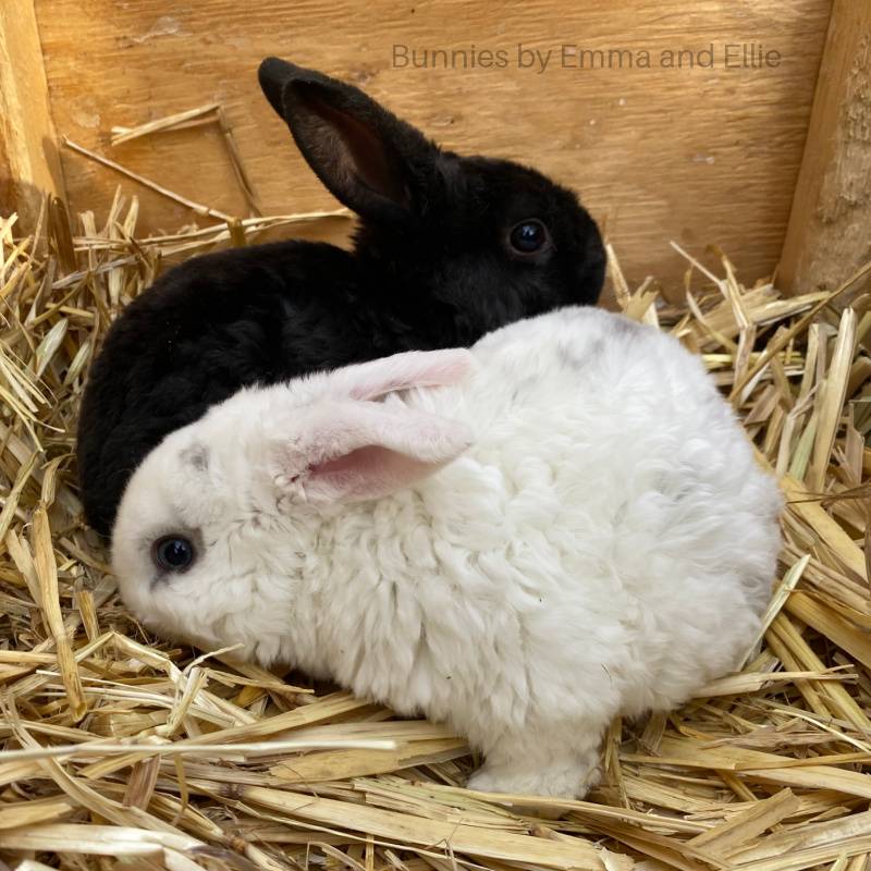 bunnies-by-emma-and-ellie-67-mini-plush-lops-black-white bunnies-by-emma-and-ellie-67-mini-plush-lops-black-white