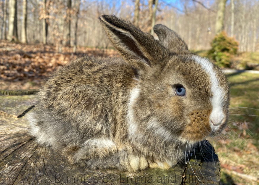 bunnies-by-emma-and-ellie-77-mini-lop bunnies-by-emma-and-ellie-77-mini-lop