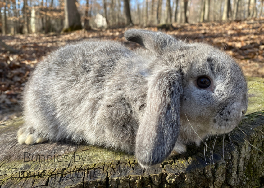 bunnies-by-emma-and-ellie-78-mini-lop bunnies-by-emma-and-ellie-78-mini-lop