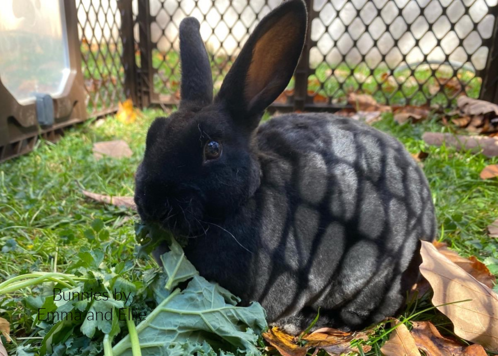 bunnies-by-emma-and-ellie-79-mini-rex-black-doe bunnies-by-emma-and-ellie-79-mini-rex-black-doe