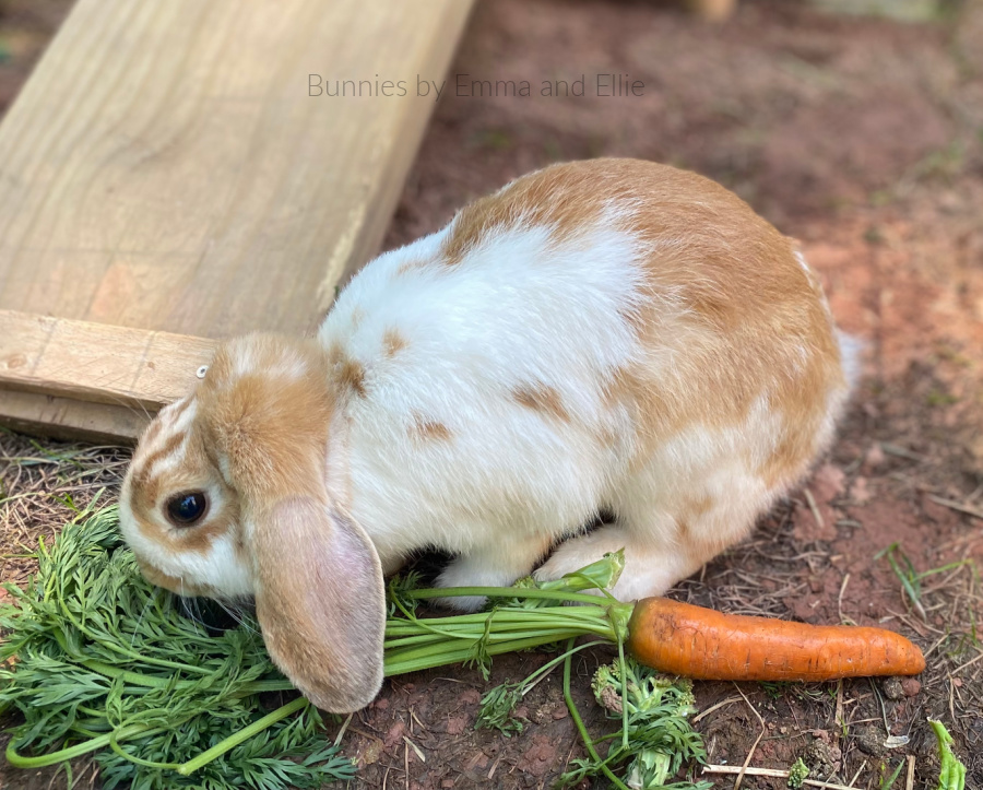 bunnies-by-emma-and-ellie-81-holland-lop-broken-red-doe bunnies-by-emma-and-ellie-81-holland-lop-broken-red-doe