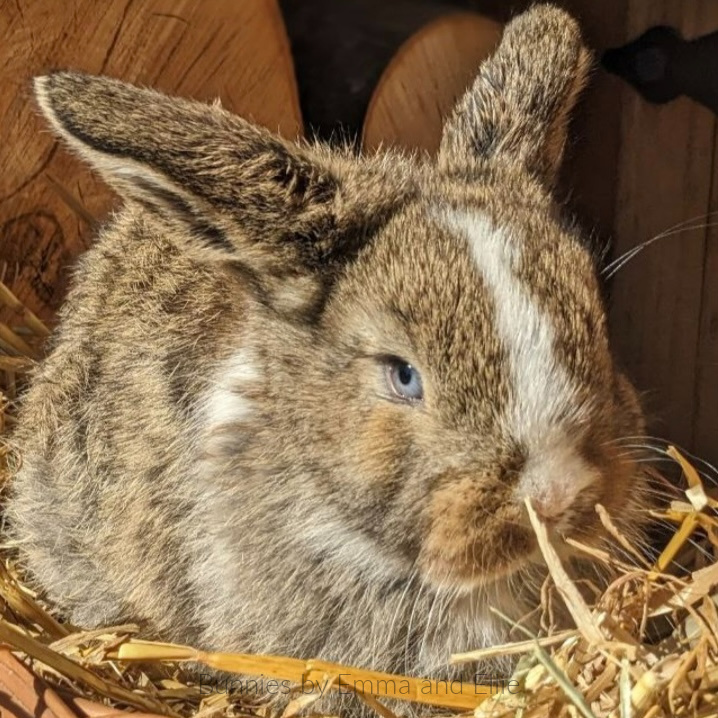 bunnies-by-emma-and-ellie-82 bunnies-by-emma-and-ellie-82