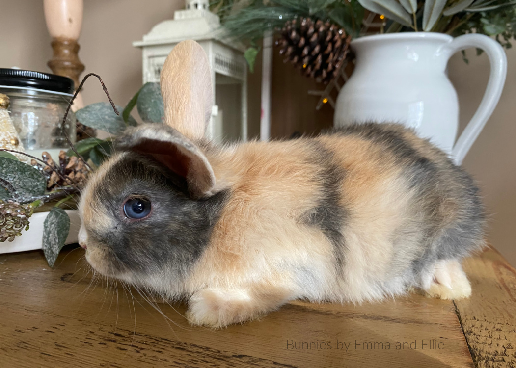 bunnies-by-emma-and-ellie-83-helicopter-ears-side-view-fall-christmas bunnies-by-emma-and-ellie-83-helicopter-ears-side-view-fall-christmas