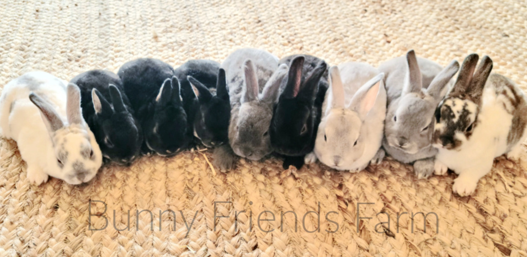 bunny-friends-farm-01a-mini-rex.jpg