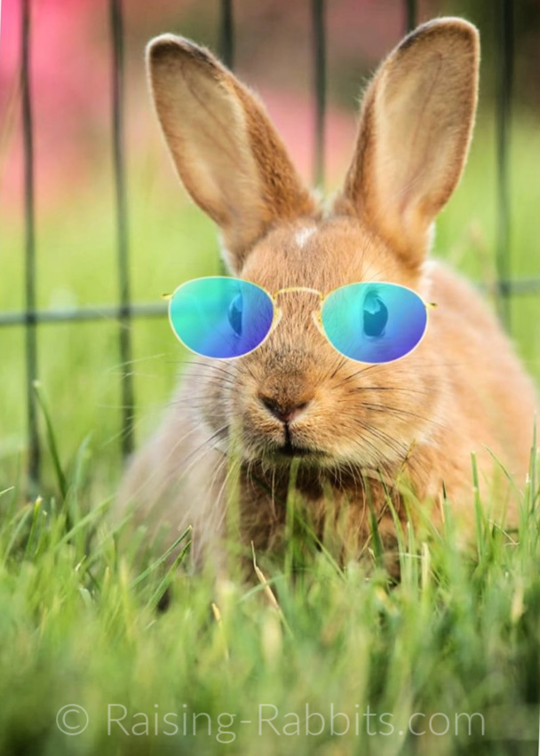 Rabbit with sunglasses Rabbit with sunglasses