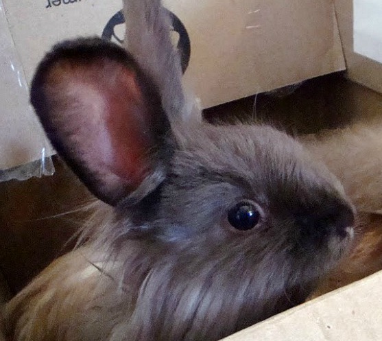 Young Angora Satin rabbit