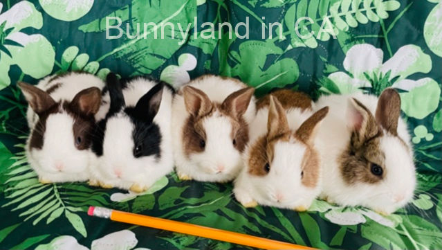 lionhead rabbit for sale california