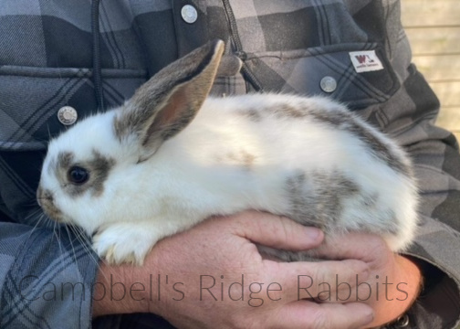 Campbell’s Ridge Bunnies