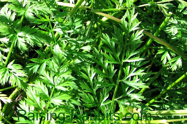 Carrot greens - preferred by rabbits above carrots themselves
