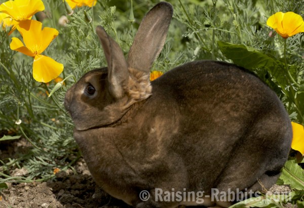 This Castor Rex Rabbit is on high alert amongst the poppies in the garden