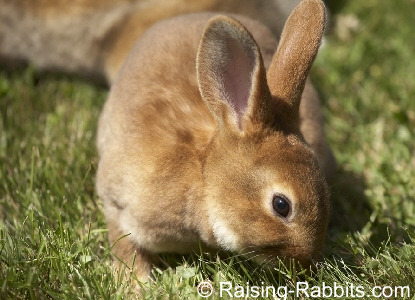 rabbits care and feeding