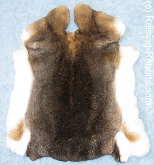 Castor Rex rabbit pelt, tanned