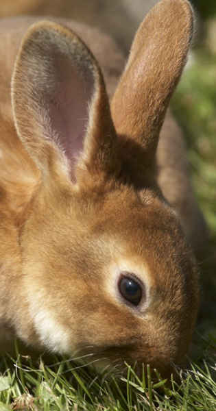 Castor Rex rabbit nibbling grass