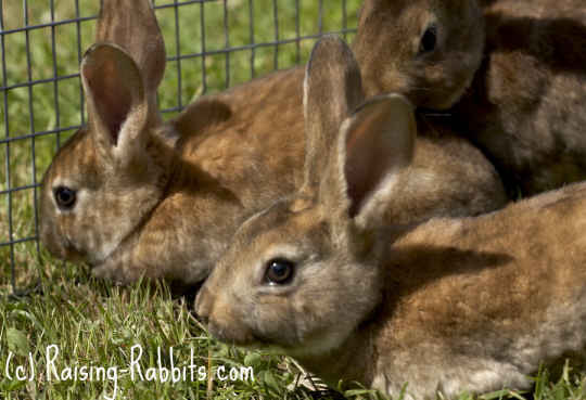 Young castor rex rabbits in grass