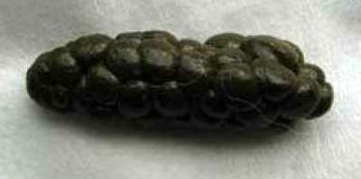 A single rabbit cecotrope