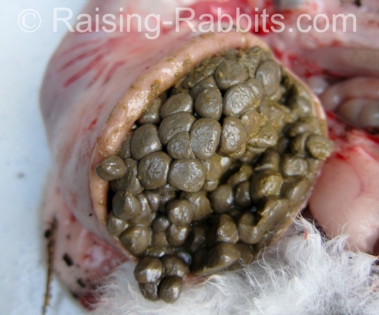 Rabbit stomach cut open to reveal it is nearly full of ingested cecotropes.
