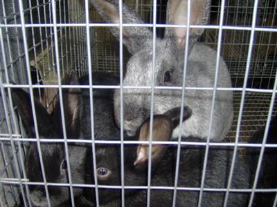 Silvery Champagne doe with her as-yet-unsilvered youngsters