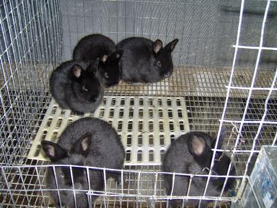 Champagne d'Argent kits