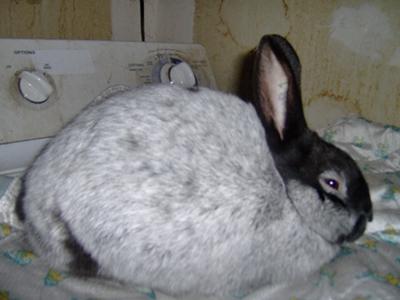 Youngster in process of silvering