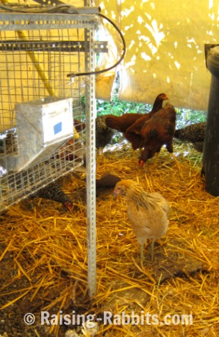 Backyard chickens in the rabbitry