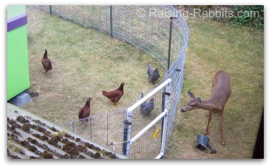 Backyard chickens in the rabbitry help reduce feed waste