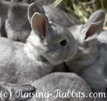 Chinchilla Rex Bunny Rabbits