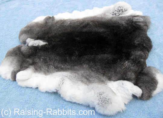 Rabbit pelt stretching and drying – permaculture living non-monetised 