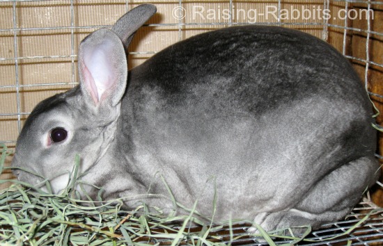 A young chinchilla rex doe