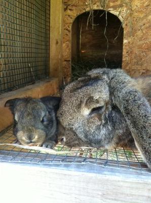 Momma the French Lop and her baby from the previous litter