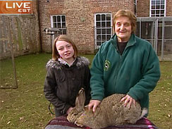 British continental giant rabbit weighing 42 pounds