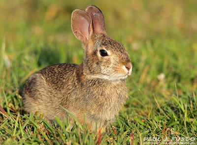 Wild Cottontail