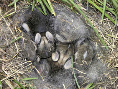 Cottontail nest in grass