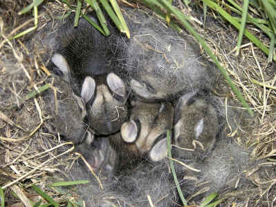 homemade wild rabbit feeders