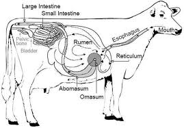 Herbivore Digestive System