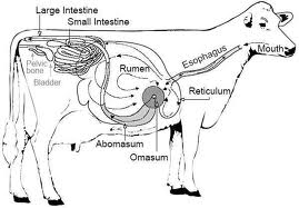 Carnivore Digestive System vs. Herbivore Digestive System
