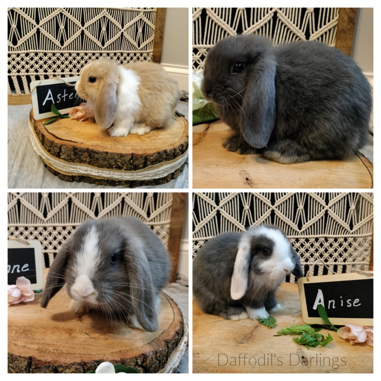 daffodils-darlings-1-holland-lop-collage daffodils-darlings-1-holland-lop-collage