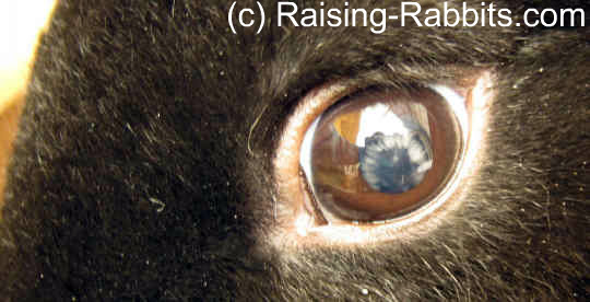 Developing autosomal recessive disorder - juvenile cataracts Developing autosomal recessive disorder - juvenile cataracts