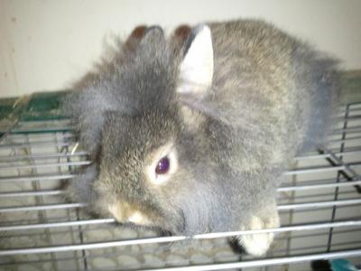 Willow when she was young