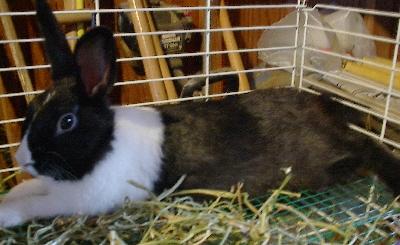 Black Dutch Rabbit Black Dutch Rabbit