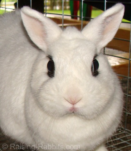 Dwarf Hotot show rabbit