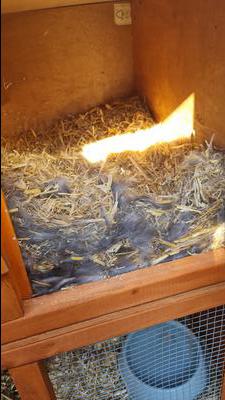 Lots of fur in the nest, but nothing has arrived yet.