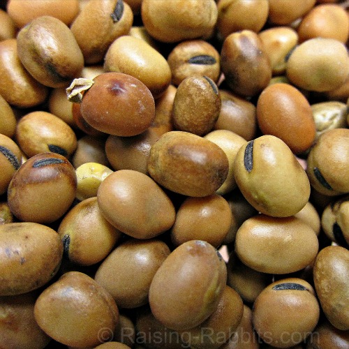 High protein faba beans (Diana cultivar) - <br>conditionally okay to feed