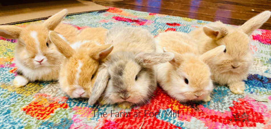 FAFM Black Vienna Marked Holland Lop FAFM Holland Lop