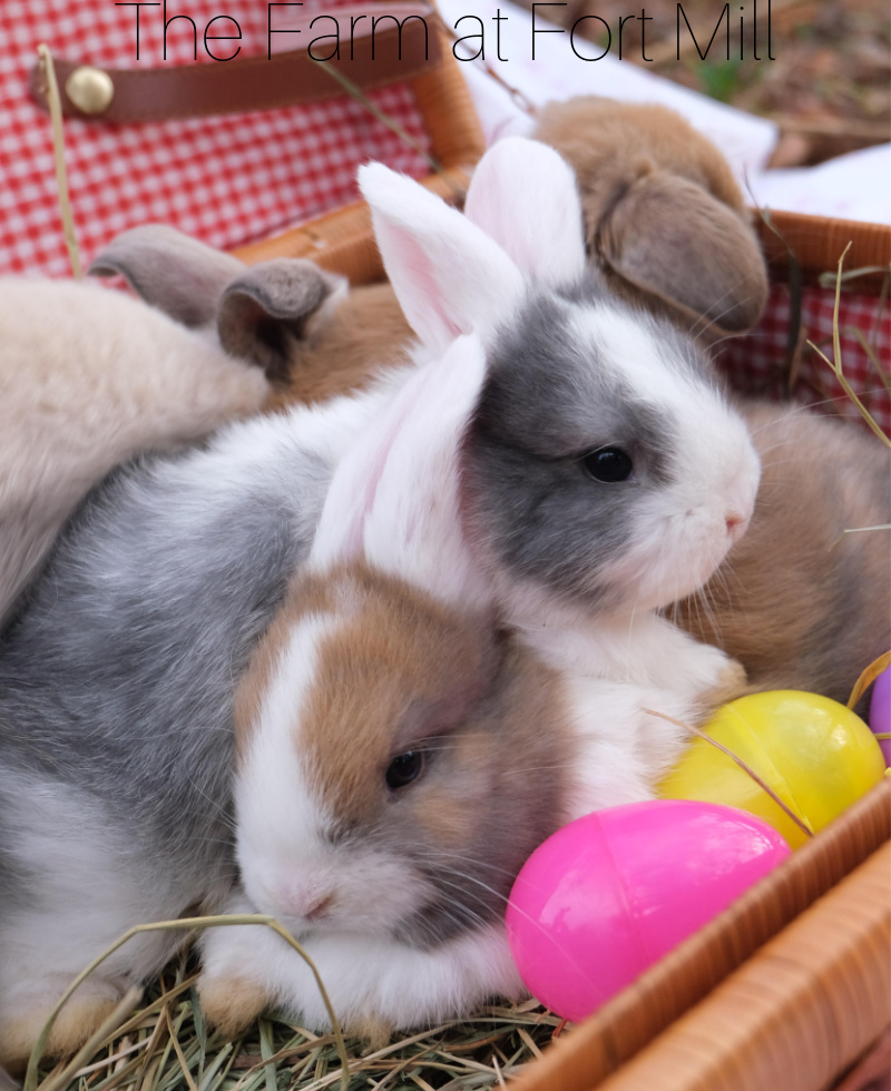 FAFM Holland Lops Easter FAFM Holland Lops Easter