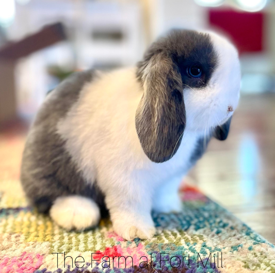FAFM Black Vienna Marked Holland Lop