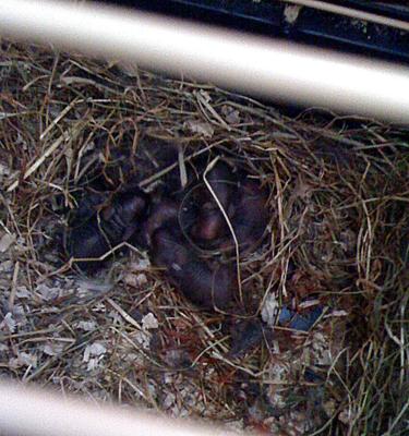 Few minutes old. 7 little kits.