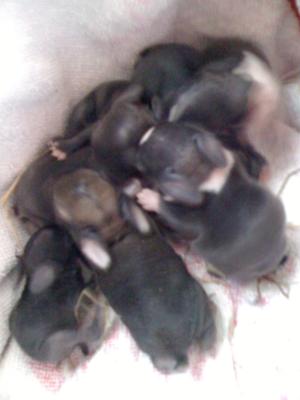 Day 4 - bottom left corner is Humble, the little runt of the litter, tiny, but adorable and still gets enough milk