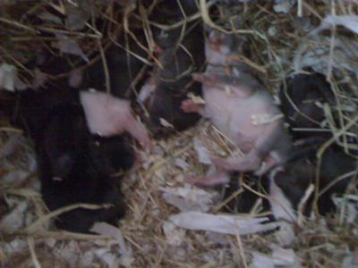 Day 6 - Having a snooze in the nest. Getting bigger each day.