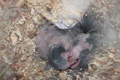 The kids! 1 day old!